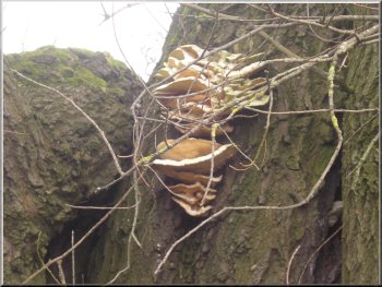 Bracket fungus on a tree by the track