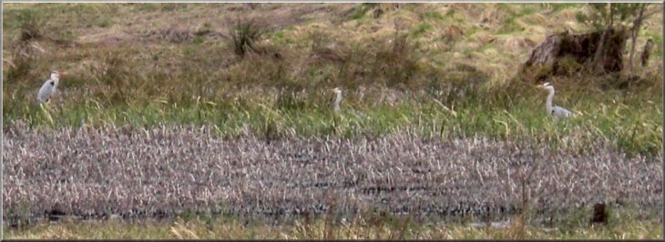 Herons feeding amongst the reeds at the Romany Marsh nature reserve