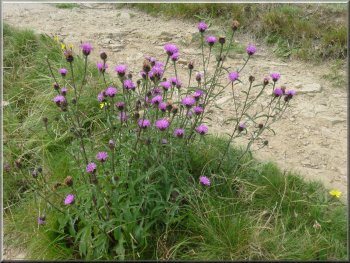 Knapweed by the path