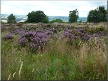 Heather in bloom on the Chevin ridge