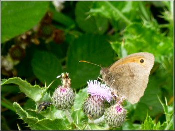 A meadow brown butterfly