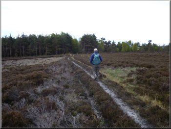 Nearing the conifer plantation across open access land