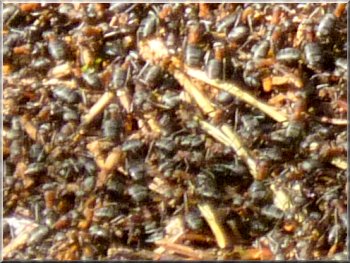 Seething mass of 1cm long wood ants on top of their nest