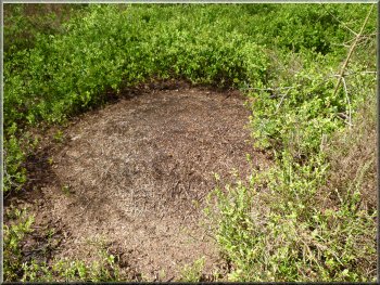 The large mound of a wood ants' nest