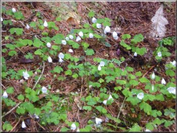 Wood sorrel on the forest floor