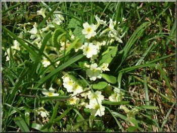 Primroses by the track