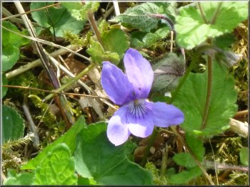 Wild violet by the path