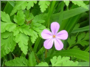 Herb Robert (or stinking bob) by the path