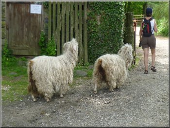 Angora goats checking everyone who passed by
