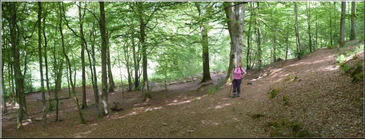 Path through Castle Head Wood