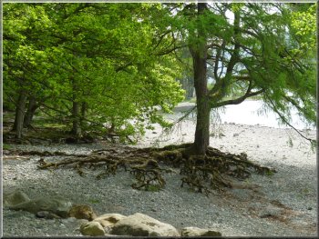 Tree roots exposed on the lake shore