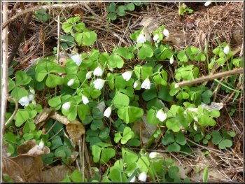 Wood Sorrel by the path