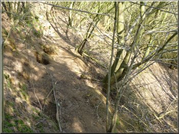 A badger sett below the path