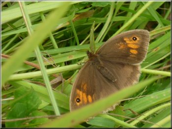 One of many ringlet butterflies we saw today