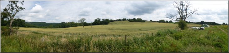 Large wheat field opposite Weatherall Barn