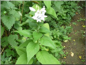 A one of several white giant bellflowers by the path