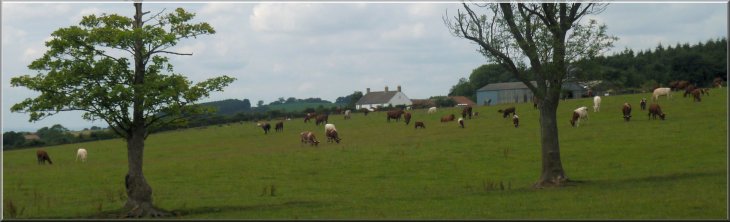 Herd of beef cattle grazing by the path to Oldstead Grange