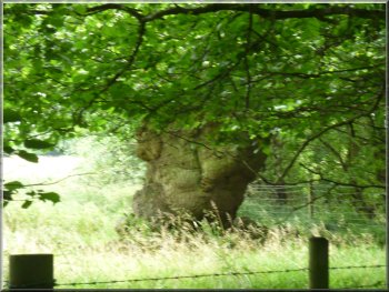 Ancient oak marking where the parish boundary leaves the stream