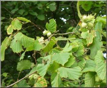 Hazel Nuts overhanging the path