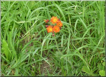 "Fox & Cubs" growing by the road, a member of the daisy family