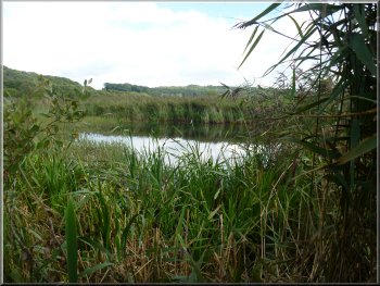 A pond on Leighton Moss
