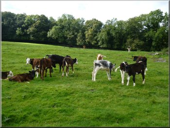 Group of calves near Leighton Hall