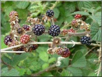 Ripe blackberries by the path