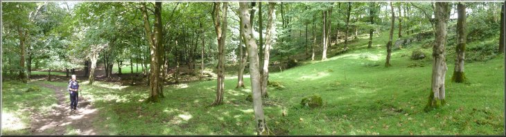 Path through Grisedale Wood