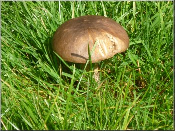 An boletus (cep) mushroom