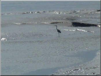 A heron fishing in one of the channels