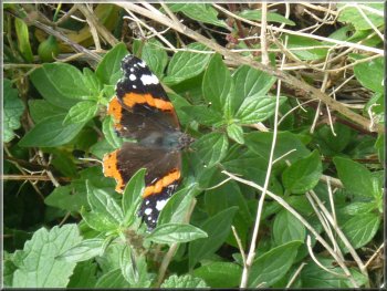 Red admiral butterfly on the roadside