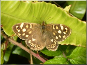 A speckled wood butterfly on the roadside