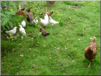 Free range hen & pullets by the permissive path at Red Bridge