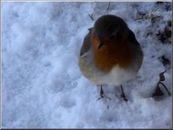 A robin came to see us looking for tit bits