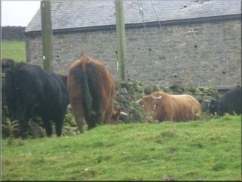 A limousin bull & his harem by the path