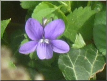 Violet by the footpath
