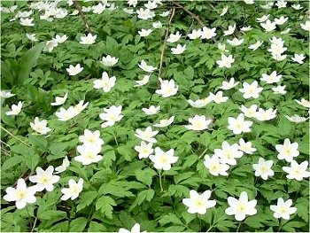 Wood anemonies by the path