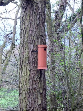 Nesting box in Hetchell wood