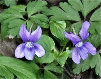 More violets in the woods