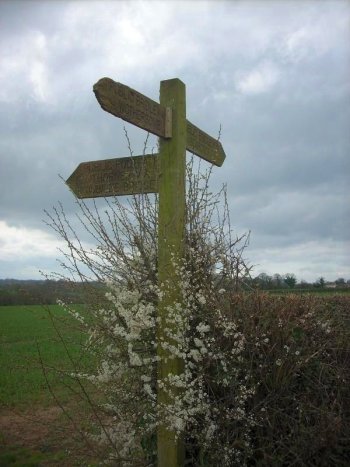 Blackthorn flowers around the signpost