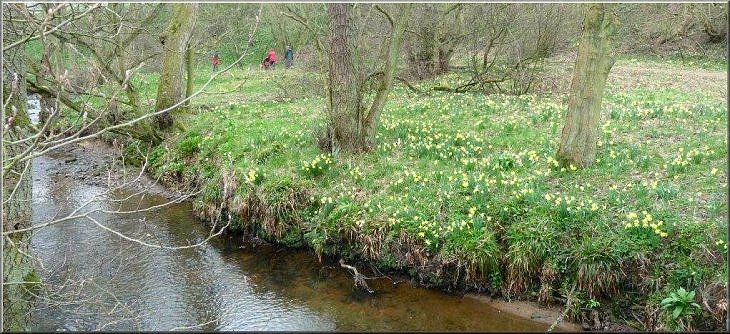 The daffodil walk beside the River Dove