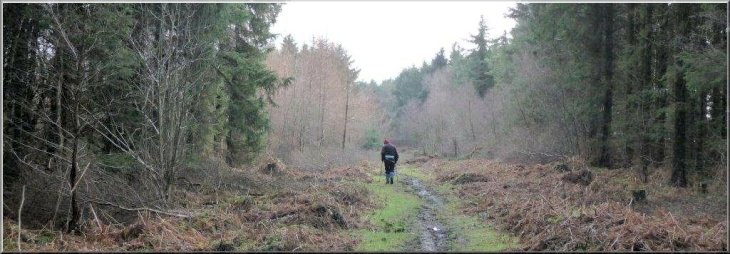 Path through Riccal Dale Wood