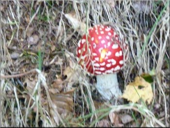 Fly agaric - the fairy toadstool