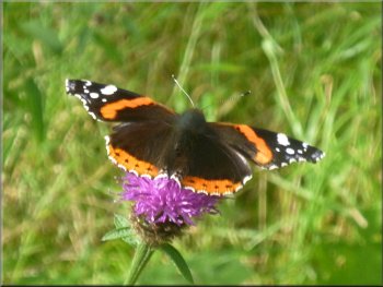 A red admiral butterfly taking nectar from a Knapweed flower
