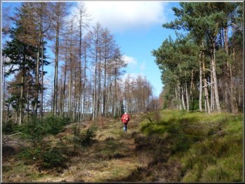 Track through East Moor Wood