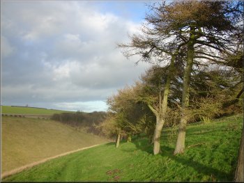 Trees on upper slopes of Horse Dale