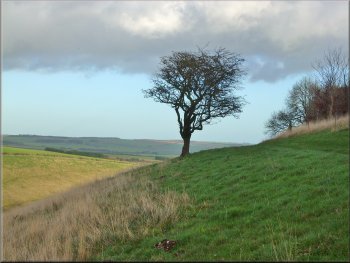 Solitary tree above Horse Dale
