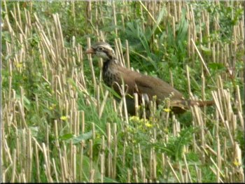 Partridge in the stubble by the path