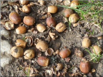 A carpet of acorns 