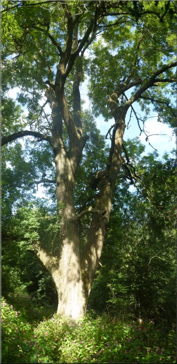 A huge old ash tree in the woods